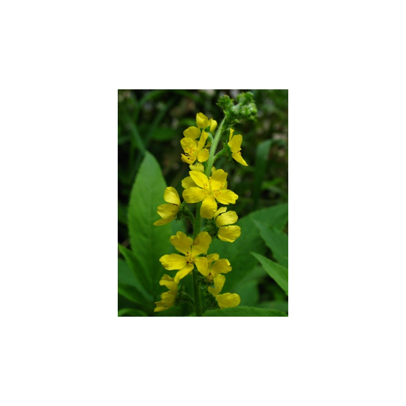 Aigremoine BIO en gélules (Agrimonia eupatoria)