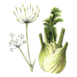Fenouil BIO en gélules  (Foeniculum vulgare)