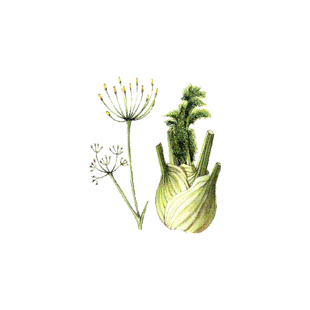 Fenouil BIO en gélules  (Foeniculum vulgare)