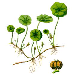 Centella Asiatica Gotu Kola BIO en gélules