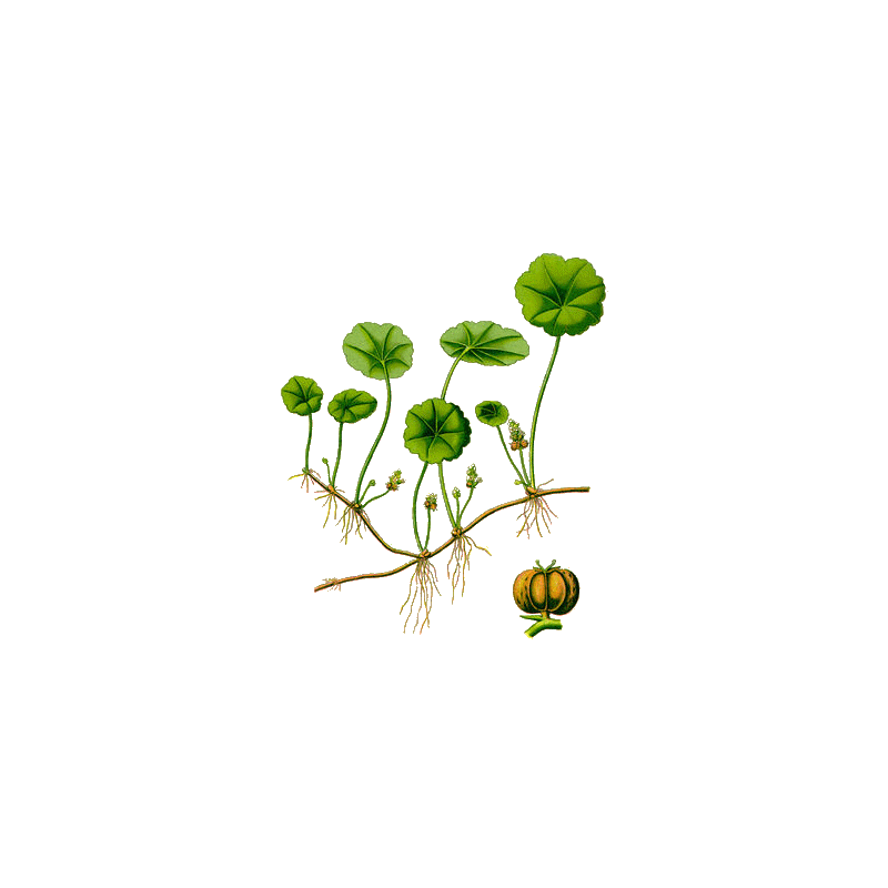 Centella Asiatica Gotu Kola BIO en gélules