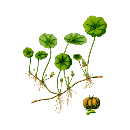 Centella Asiatica Gotu Kola BIO en gélules