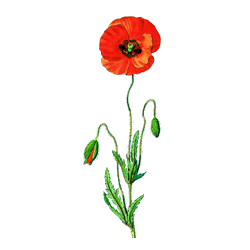 Coquelicot fleurs BIO en gélules (Papaver rhoeas)