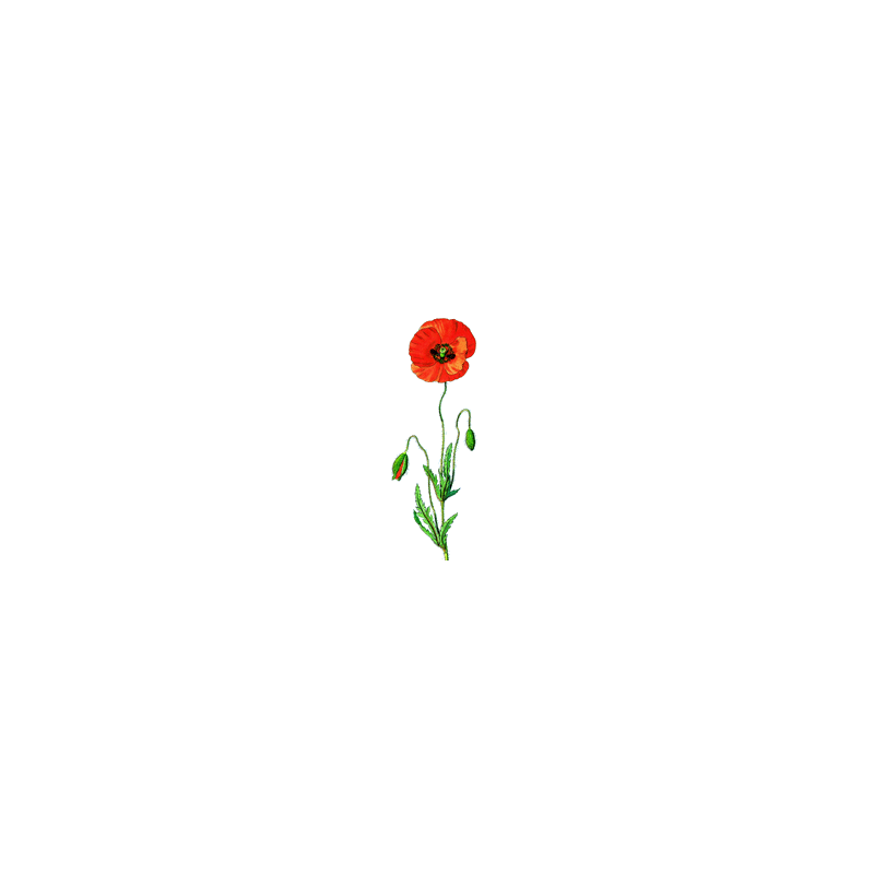 Coquelicot fleurs BIO en gélules (Papaver rhoeas)