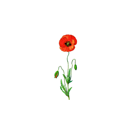 Coquelicot fleurs BIO en gélules (Papaver rhoeas)