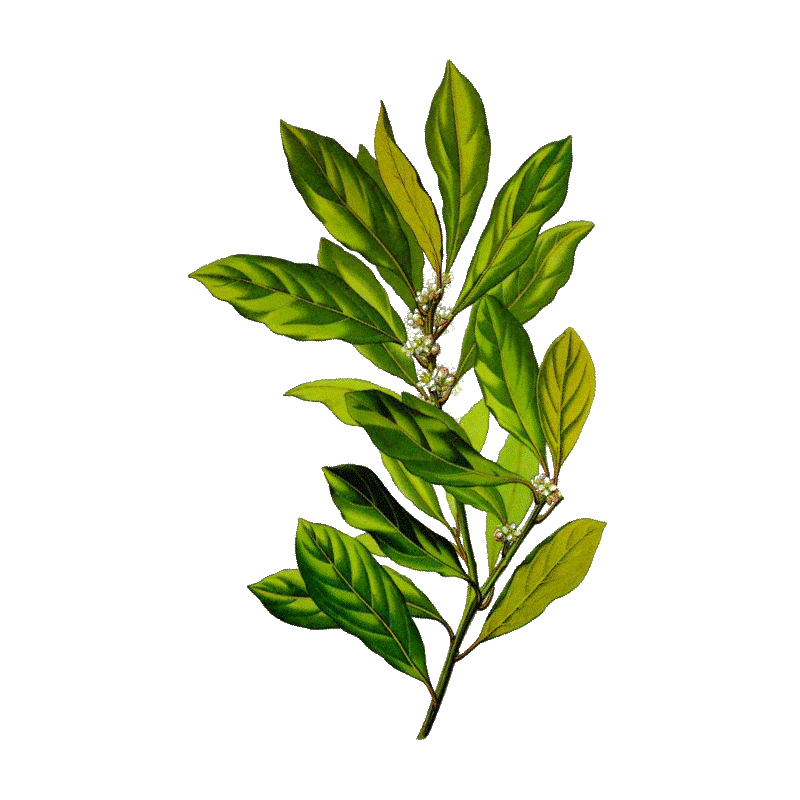 Laurier Noble en gélules (Laurus nobilis)