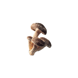 Shitaké BIO en gélules renfort du système immunitaire (Lentinus elodes)