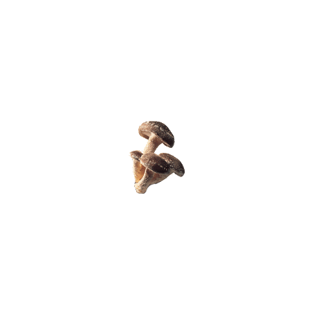 Shitaké BIO en gélules renfort du système immunitaire (Lentinus elodes)