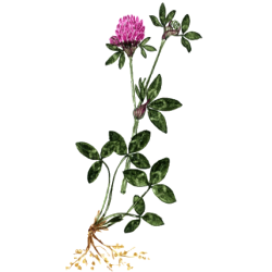 Trèfle Rouge BIO en gélules (Trifolium pratense)