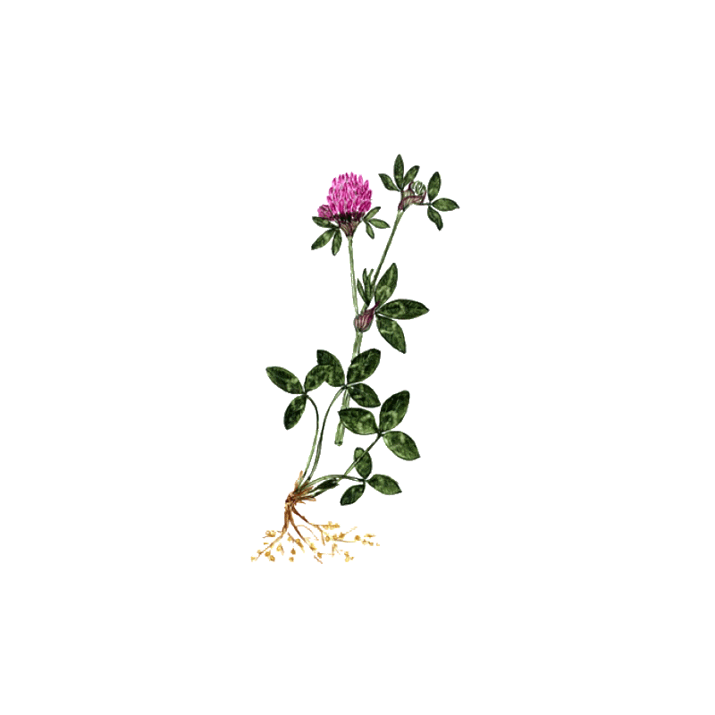 Trèfle Rouge BIO en gélules (Trifolium pratense)