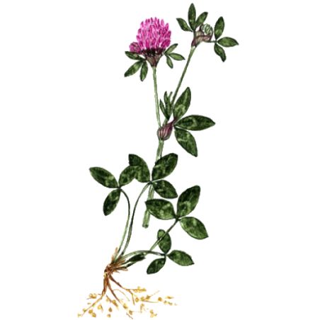 Trèfle Rouge BIO en gélules (Trifolium pratense)