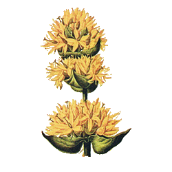 Gentiane racine BIO en gélules (Gentiana lutea)