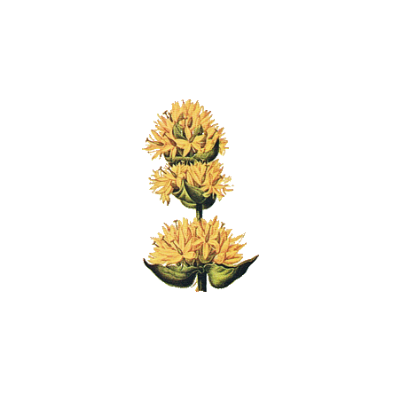 Gentiane racine BIO en gélules (Gentiana lutea)