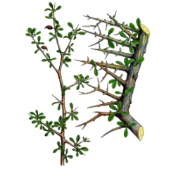 Huile essentielle Myrrhe BIO (Commiphora myrrha Nees)