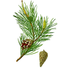 Pin Bourgeons en gélules (Pinus sylvestris)
