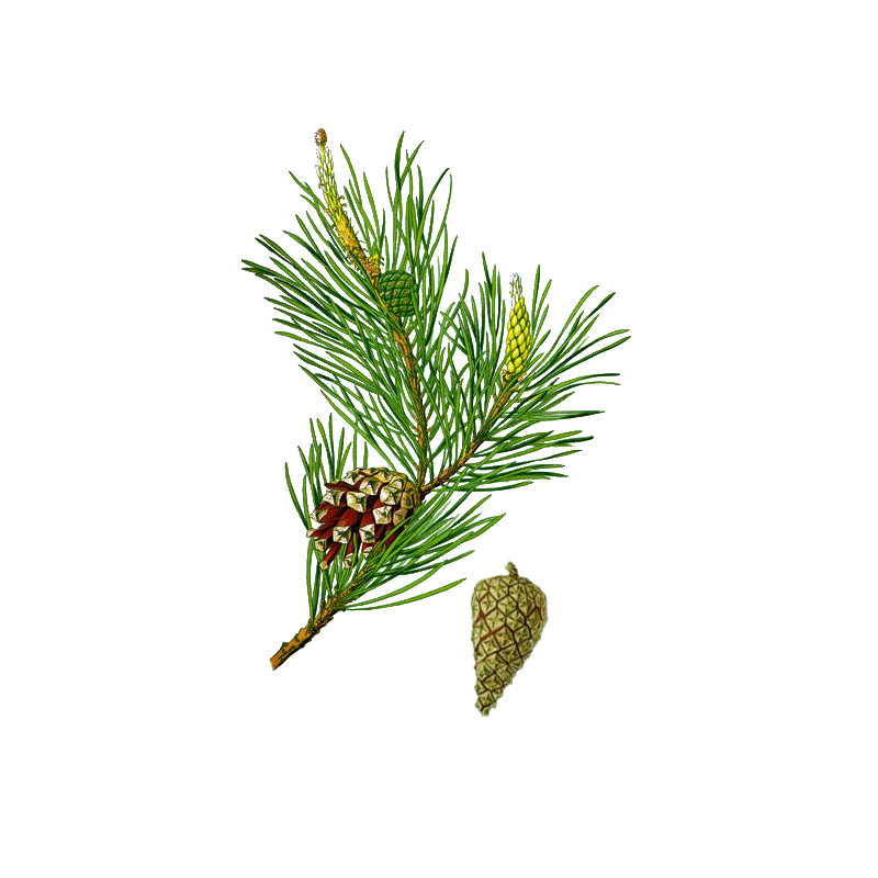 Pin Bourgeons en gélules (Pinus sylvestris)