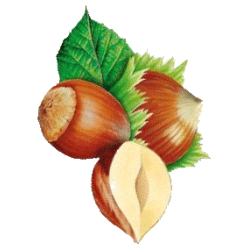 Noisetier en gélules (Corylus avellana)
