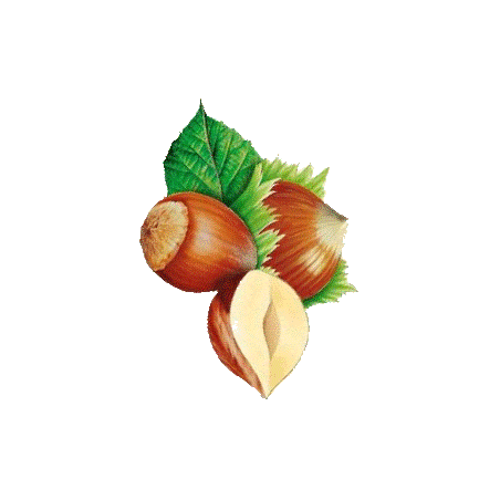 Noisetier en gélules (Corylus avellana)