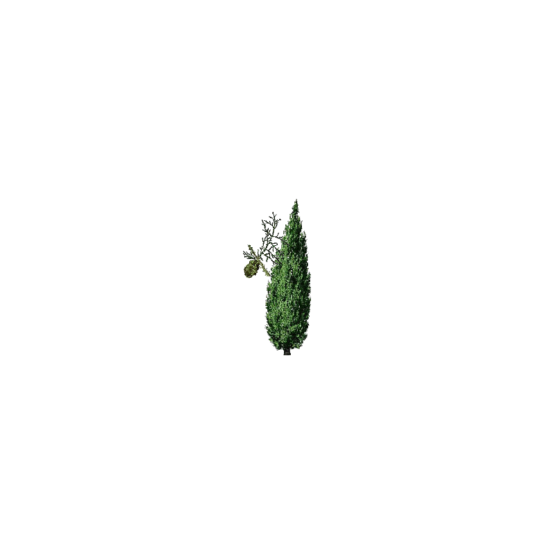 Cyprès noix Bio en gélules (Cupressus sempervirens - Circulation veineuse)