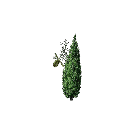 Cyprès noix Bio en gélules (Cupressus sempervirens - Circulation veineuse)