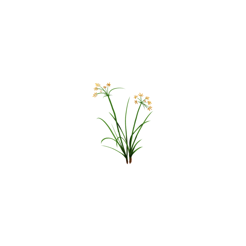 Souchet rond en gélules Pullulan (Cyperus rotundus)