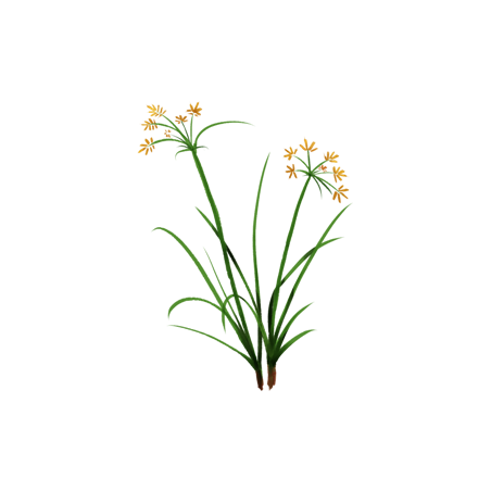 Souchet rond en gélules Pullulan (Cyperus rotundus)