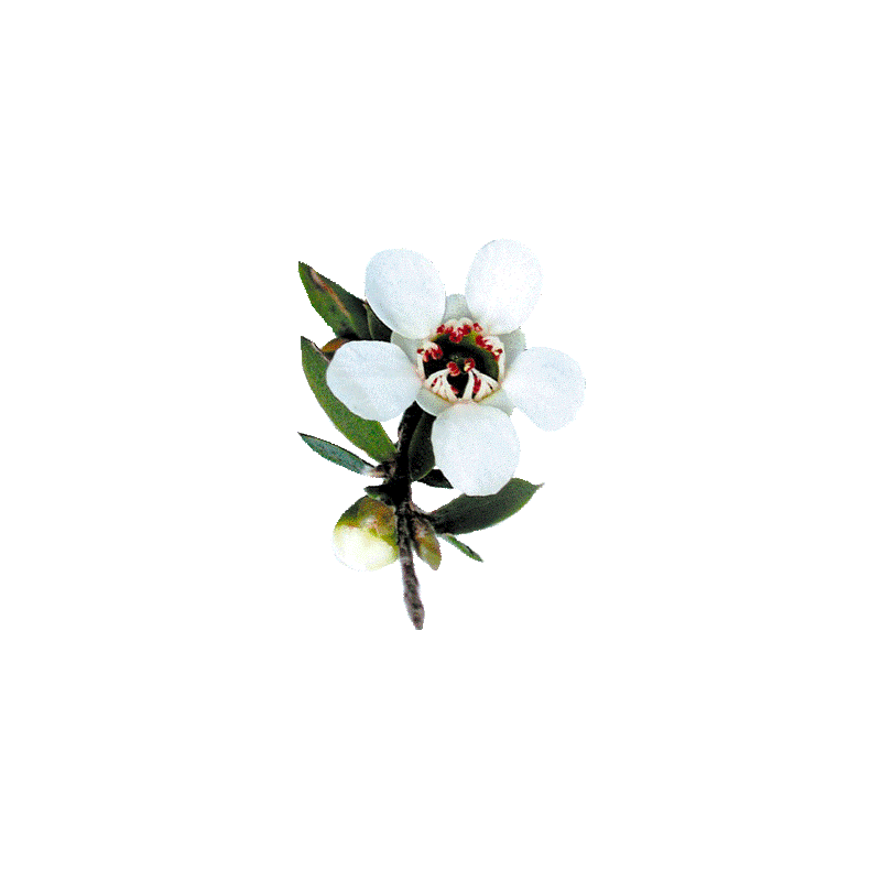 Huile essentielle Manuka sauvage (Leptospermum scoparium)