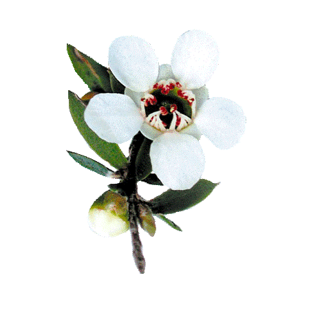 Huile essentielle Manuka sauvage (Leptospermum scoparium)