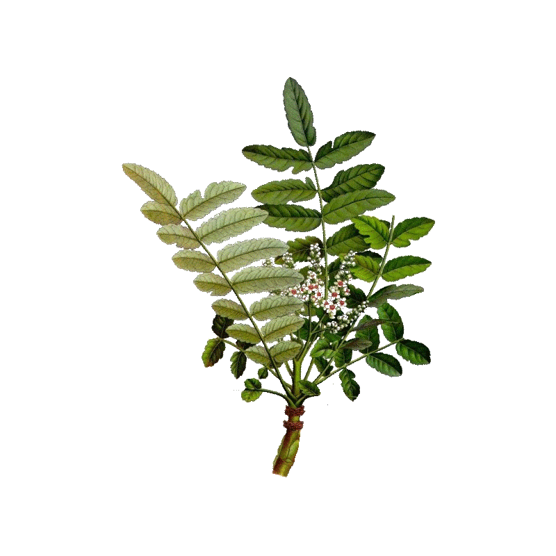 Boswellia Bio extrait 30% en gélules, anti-inflammatoire naturel