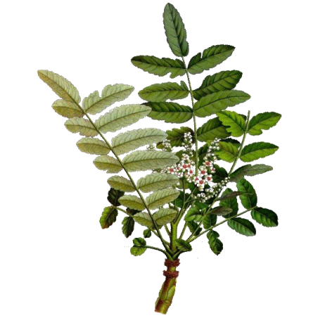 Boswellia Bio extrait 30% en gélules, anti-inflammatoire naturel