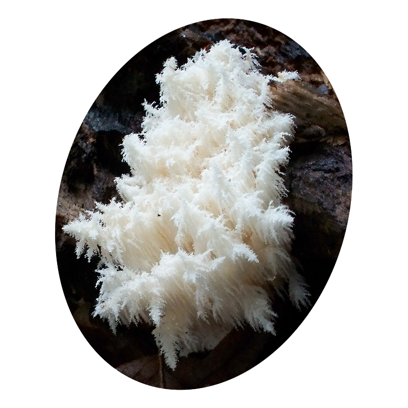 Hericium Erinaceus extrait BIO en gélules