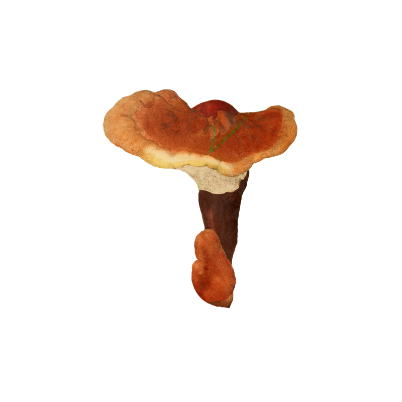 Reishi (Lingzhi) extrait BIO en gélules