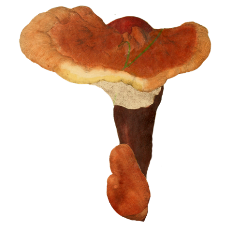 Reishi (Lingzhi) extrait BIO en gélules