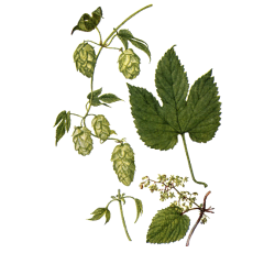 Houblon BIO en gélules (Humulus lupulus)