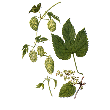 Houblon BIO en gélules (Humulus lupulus)