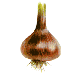 Ail Noir en gélules Pullulan
