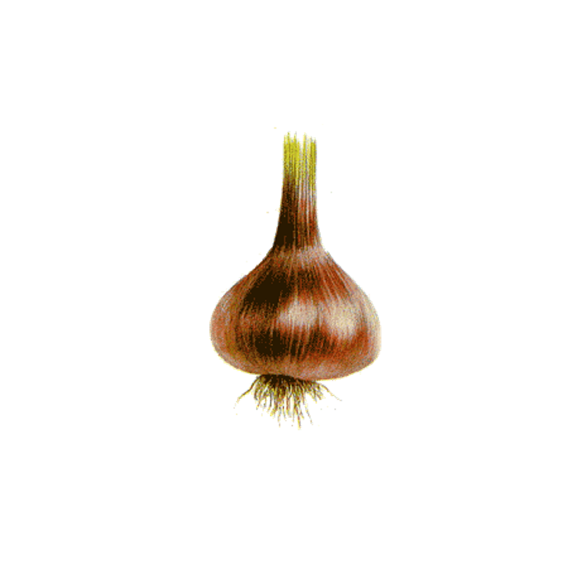 Ail Noir en gélules Pullulan
