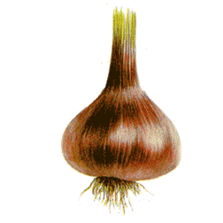 Ail Noir en gélules Pullulan