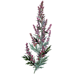 Huile essentielle Estragon Sauvage France (Artemisia dracunculus)