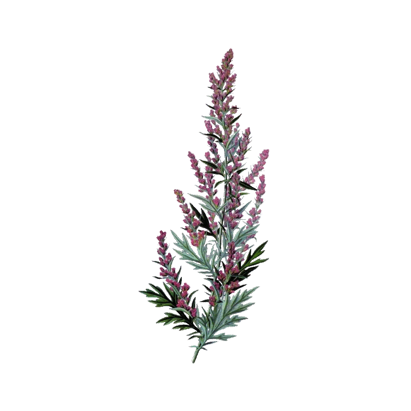Huile essentielle Estragon Sauvage France (Artemisia dracunculus)