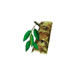 Huile essentielle Katafray Bio (Cedrelopsis graveii Baillon)