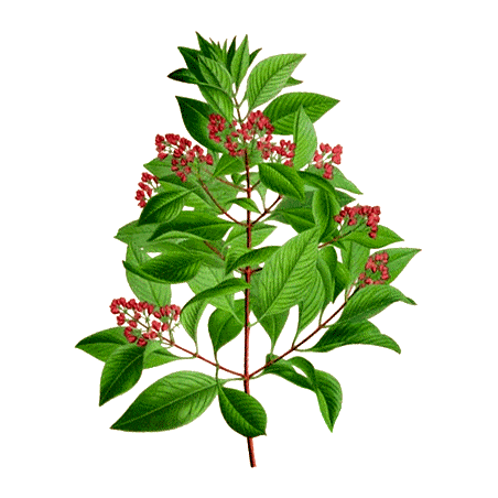 Huile essentielle Santal bois sauvage (Santalum austrocaledonicum)