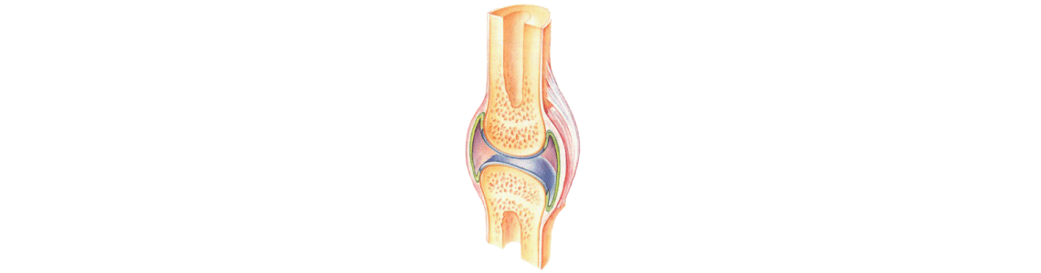 Plantes pour les articulations, muscles et douleurs - ABC de la Nature