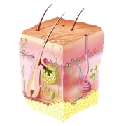 Plantes draineurs peau, détoxination, allergies, irritations, rougeurs, boutons..