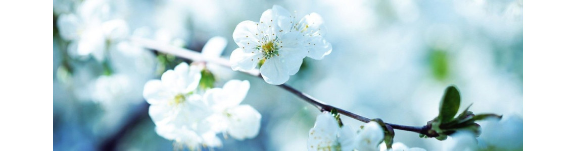 aromathérapie et huiles essentielles chémotypées - ABC de la Nature