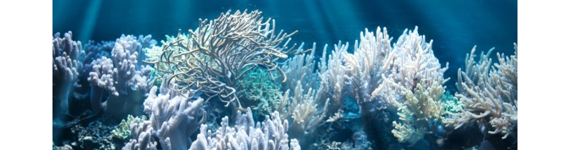 Produits marins naturels, glucosamine, chondroïtine, krill, algues marines, huiles de poissons..