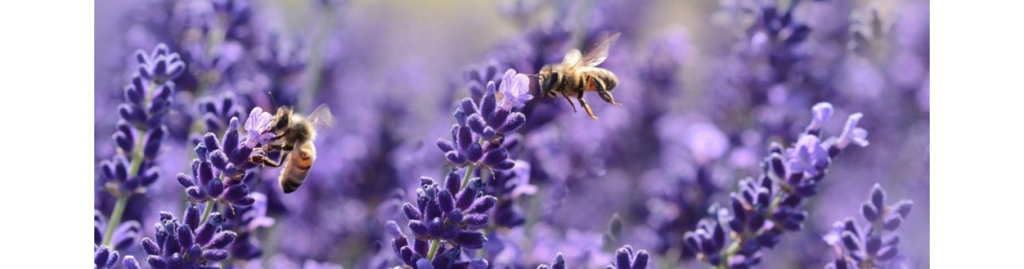 Propolis, pollen, sirop, spray.. - ABC de la Nature