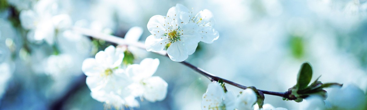 L'Aromathérapie : Visitez notre fabuleux rayon aromathérapie..