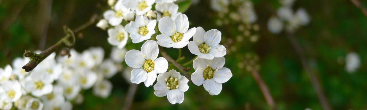 Phytothérapie : Visualisez toutes nos plantes et mélanges disponibles sous forme de gélules..